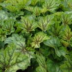 Heuchera carnival Coco mint (Winterharde planten), Overige soorten, Volle zon, Vaste plant, Ophalen of Verzenden