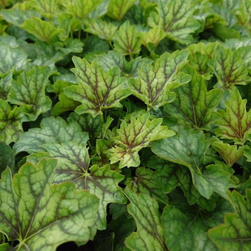 Heuchera carnival Coco mint (Winterharde planten), Tuin en Terras, Planten | Tuinplanten, Overige soorten, Vaste plant, Volle zon