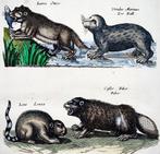 Matthäus Merian (1593-1650) - hand coloured folio: Otter,, Antiek en Kunst