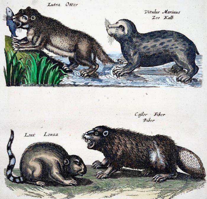 Matthäus Merian (1593-1650) - hand coloured folio: Otter,, Antiek en Kunst, Antiek | Boeken en Bijbels