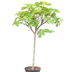Vijgenboom - Ficus Carica Brown Turkey - Compact - Omtrek:, Tuin en Terras, Planten | Bomen, Ophalen of Verzenden