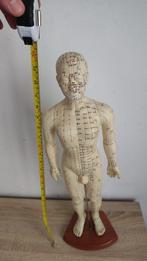 Anatomisch model - Rubber, Hout, Metaal, PVC - 2000-2010 -