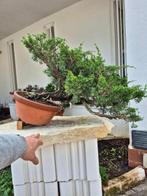 Bonsai van Juniper Itoigawa - Verzamelstuk - Hoogte (boom):