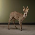 Reebok Taxidermie Opgezette Dieren By Max, Ophalen of Verzenden, Nieuw, Wild dier, Opgezet dier