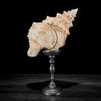 Een prachtige fijn gedetailleerde concheschalen op een op, Antiek en Kunst