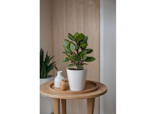 Clusia Rosea Princess XL, Huis en Inrichting, Kamerplanten, Verzenden