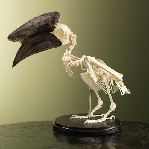 Hoornvogel Skelet Taxidermie Opgezette Dieren By Max, Verzamelen, Dierenverzamelingen, Opgezet dier, Nieuw, Vogel, Ophalen of Verzenden
