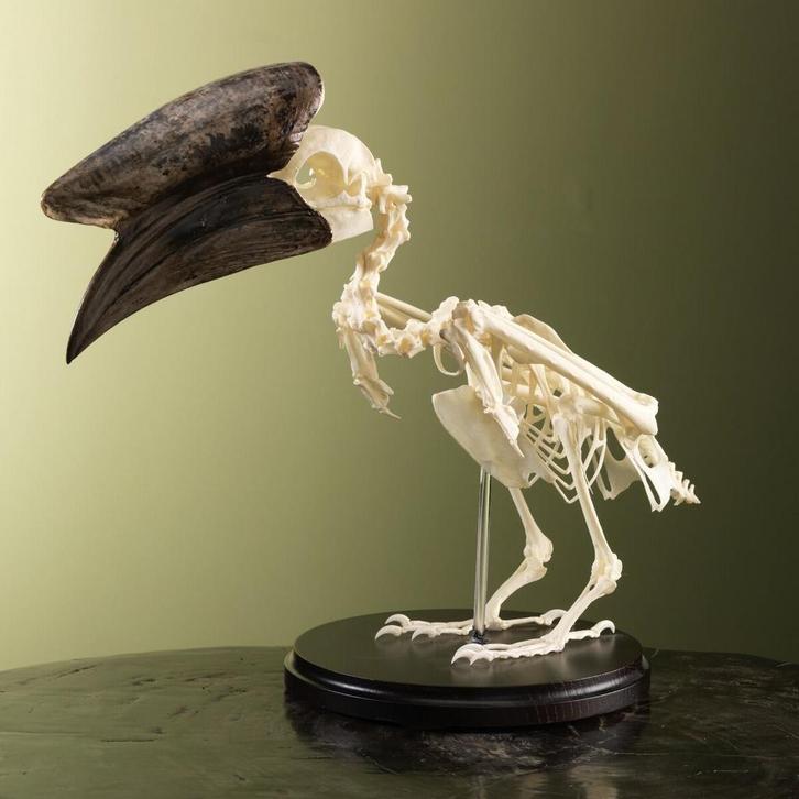 Hoornvogel Skelet Taxidermie Opgezette Dieren By Max, Verzamelen, Dierenverzamelingen, Opgezet dier, Nieuw, Vogel, Ophalen of Verzenden