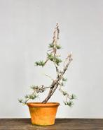 Den bonsai (Pinus) - Hoogte (boom): 45 cm - Diepte (boom):