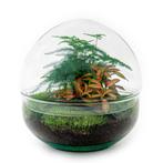 DIY terrarium - Dome Red -  20 cm, Huis en Inrichting, Kamerplanten, Verzenden