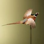 Fazant Vliegend Taxidermie Opgezette Dieren By Max, Verzamelen, Ophalen of Verzenden, Nieuw, Vogel, Opgezet dier