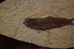 Vis - Gefossiliseerd dier - Knightia (Zonder Minimumprijs), Verzamelen, Mineralen en Fossielen