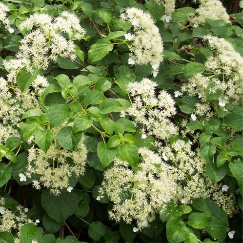 Hydrangea anomala petiolaris - 60-80 cm, Tuin en Terras, Planten | Tuinplanten, Ophalen of Verzenden