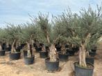 Olijfbomen met grillige stammen te koop!!!!!! (Olijfboom), Tuin en Terras, Planten | Bomen, In pot, Olijfboom, Zomer, Volle zon