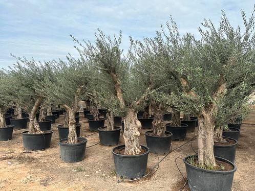 Olijfbomen met grillige stammen te koop!!!!!! (Olijfboom), Tuin en Terras, Planten | Bomen, 100 tot 250 cm, Olijfboom, Zomer, Volle zon