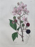 James Edward Smith (1759/ 1828) - James Sowerby (1757/ 1822), Antiek en Kunst