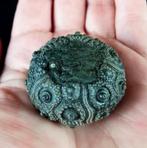 Indrukwekkende zee-egel!!! - Uitzonderlijke grootte voor, Verzamelen