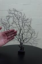 Fine Gorgonian Sea Fan / zeewaaier op houten sokkel