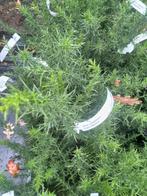 gaspeldoorn , Ulex europaeus inheems in P9 pot, Tuin en Terras, Planten | Tuinplanten, Overige soorten, Volle zon, Vaste plant