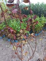 Cotinus Royal purple Pruikenboom, Ophalen