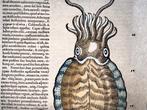 Conrad Gesner [Konrad Gessner] 1516-1565: Fish: Cuttlefish -, Antiek en Kunst