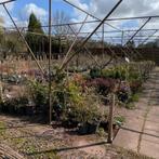 Partij planten en bomen in pot