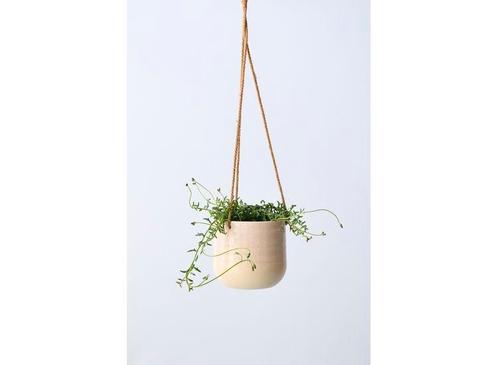 Senecio String of Dolphins hanging plant, Huis en Inrichting, Kamerplanten, Verzenden