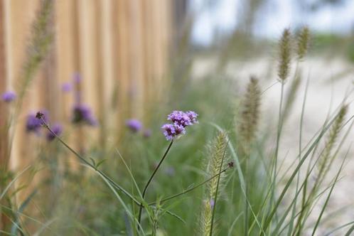 Verbena bonariensis Lollipop  kleine variant, Tuin en Terras, Planten | Tuinplanten, Overige soorten, Vaste plant, Halfschaduw