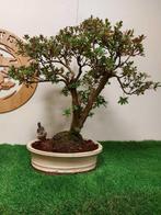 Azalea bonsai (Rhododendron) - Hoogte (boom): 52 cm - Diepte, Antiek en Kunst