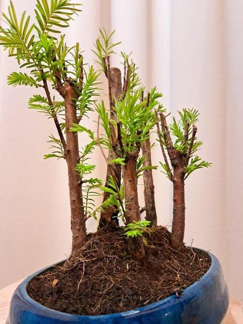 metasequoia bos in bonsaischaal - Hoogte (boom): 22 cm -, Antiek en Kunst, Curiosa en Brocante