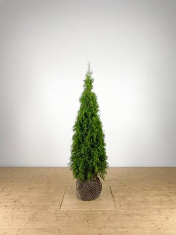 Thuja occ. Smaragd 120-140 cm beschikbaar voor biedingen