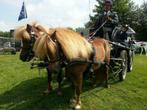 Ideal Equestrian mentuigen minishetlanderpony tot trekpaard, Dieren en Toebehoren, Nieuw, Overige soorten