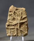 Ichnofossiel - Elegante zeester - Fossiele matrix -, Verzamelen, Mineralen en Fossielen