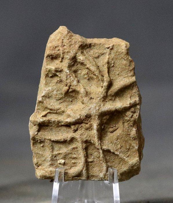 Ichnofossiel - Elegante zeester - Fossiele matrix -, Verzamelen, Mineralen en Fossielen