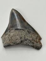 Megalodon tand 7,8 cm - Fossiele tand - Carcharocles, Nieuw