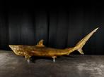 Prachtige haai-taxidermie. Taxidermie volledige montage -, Antiek en Kunst