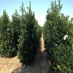 Hulst Ilex meserveae Heckenstar Haag 175-200 Kluit