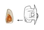 HOEK LAMP VOOR NISSAN NV400 2010- 271603141R, Auto-onderdelen, Verlichting, Ophalen of Verzenden, Nieuw