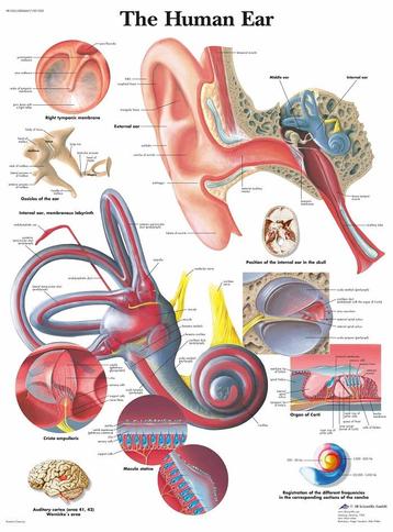 Anatomie poster oor en gehoorgang (gelamineerd, 50x67 cm... beschikbaar voor biedingen