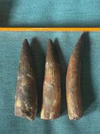 Dinosaurus - Fossiele tand - Spinosaurus aegyptiacus, Verzamelen