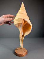 Mooi Nep-Trompet Zeeschelp - Syrinx aruanus (Zonder, Nieuw