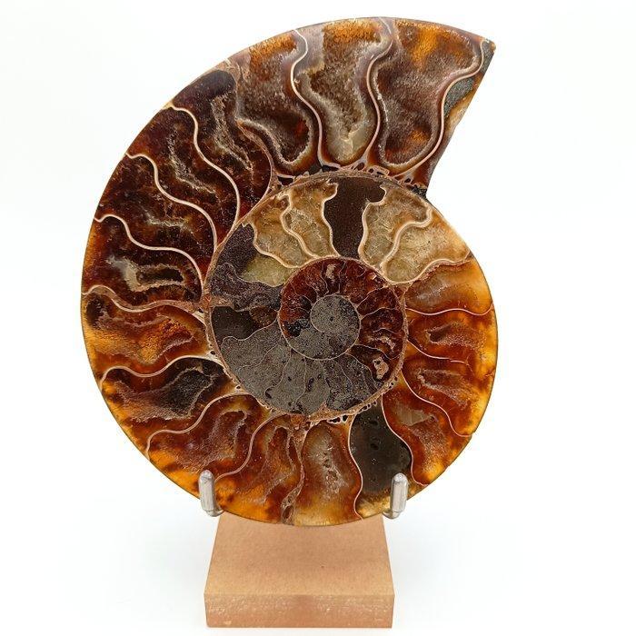 Ammoniet - Gefossiliseerd dier - Aioloceras (Cleoniceras), Verzamelen, Mineralen en Fossielen