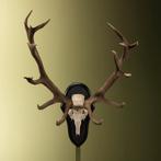 Edelhert Gewei Taxidermie Opgezette Dieren By Max, Verzamelen, Dierenverzamelingen, Ophalen of Verzenden, Nieuw, Wild dier, Opgezet dier