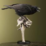 Kraai Taxidermie Opgezette Dieren By Max, Ophalen of Verzenden, Nieuw, Vogel, Opgezet dier