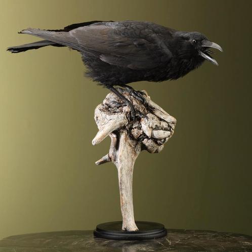 Kraai Taxidermie Opgezette Dieren By Max, Verzamelen, Dierenverzamelingen, Opgezet dier, Nieuw, Vogel, Ophalen of Verzenden