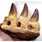Mosasaurus - Gefossiliseerde kaak - Prognatodon giganteous -, Verzamelen