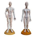 Acupunctuur en meridianen model (man en vrouw), Nieuw