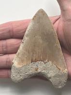 Megalodon tand 10,1 cm - Fossiele tand - Carcharocles