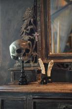 Beeld, NO RESERVE PRICE - Stunning human skull no jaw on a