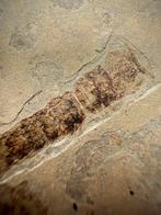 Zeldzame kreeftachtigen arthropode - Fossiel rugschild -